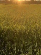 朝日が稲の朝露に映えています。